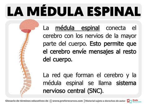 medula espinal funcion